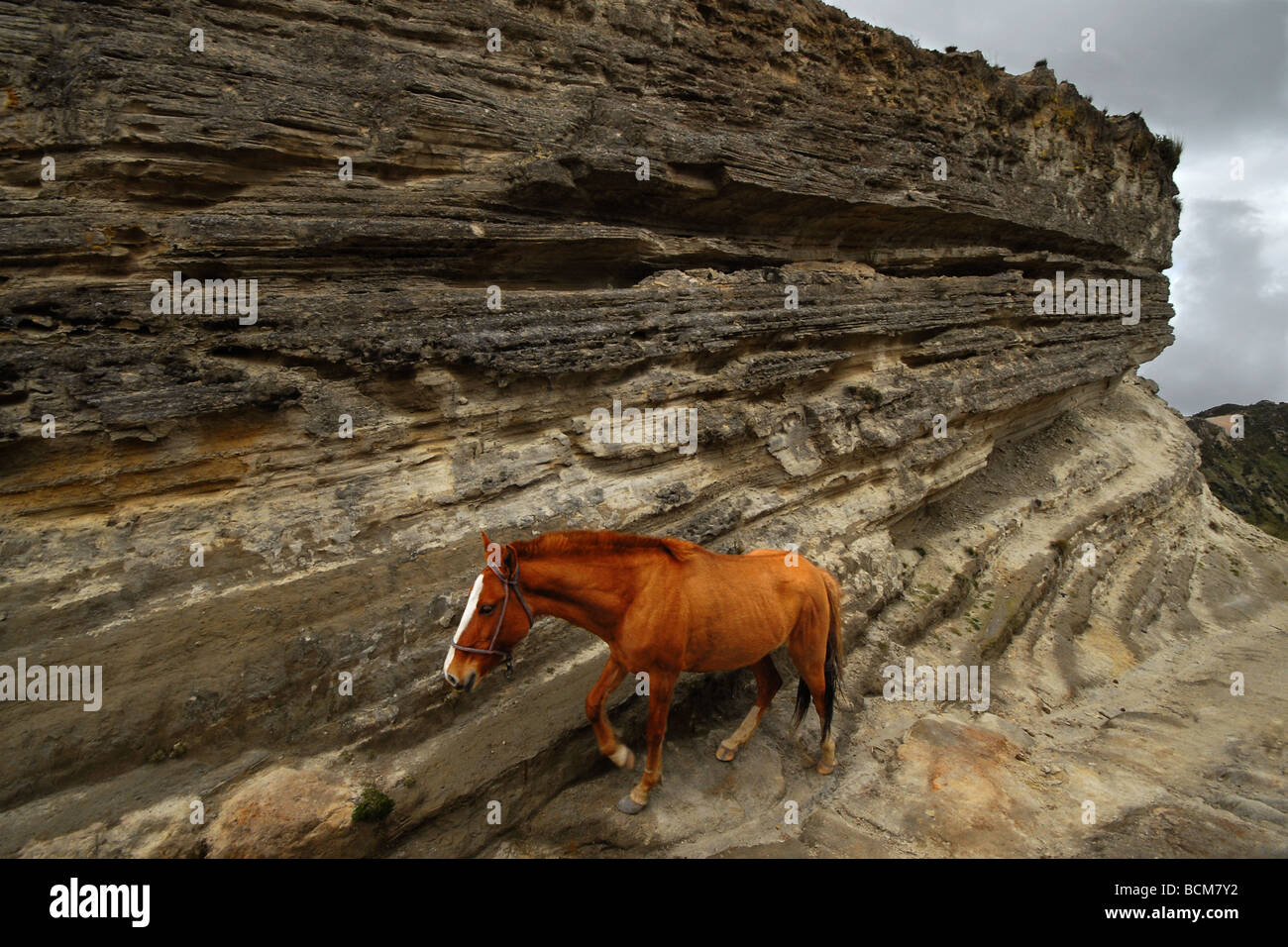 Un cheval randonnées un sentier à partir de la lagune Quilotoa jusqu'à la ferme en Equateur Banque D'Images