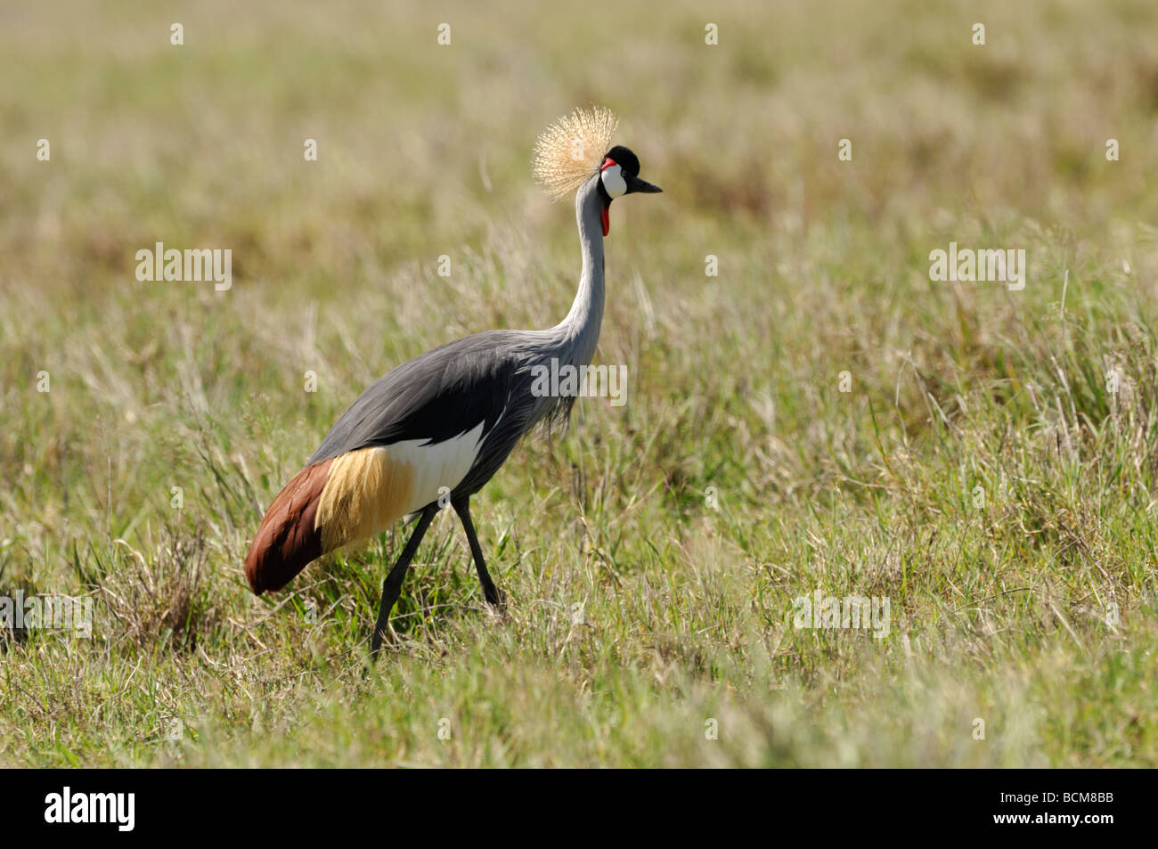 Stock photo d'une grue à couronne grise de marcher à travers la prairie, le cratère du Ngorongoro, en Tanzanie, 2009. Banque D'Images