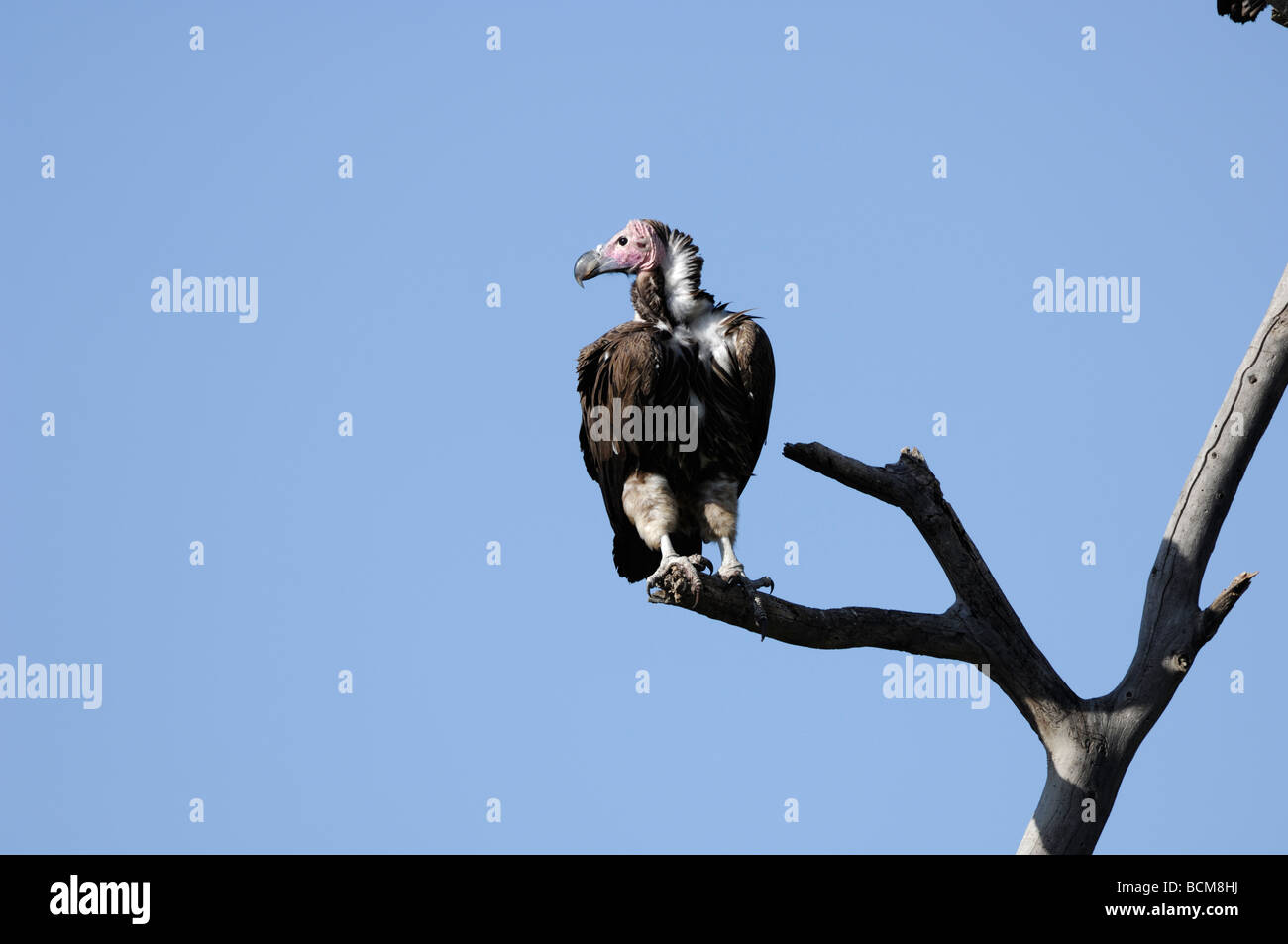 Stock photo d'un martin-perché sur une branche de la Tanzanie, février 2009. Banque D'Images