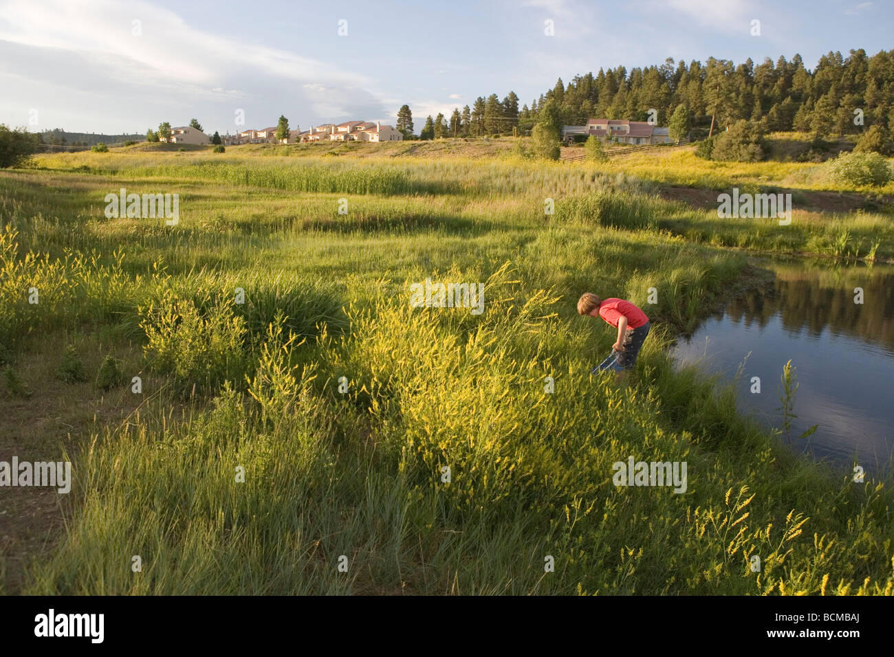 Garçon de dix ans l'errance d'un champ dans Pagosa Springs, Colorado, à la recherche des serpents et des grenouilles Banque D'Images