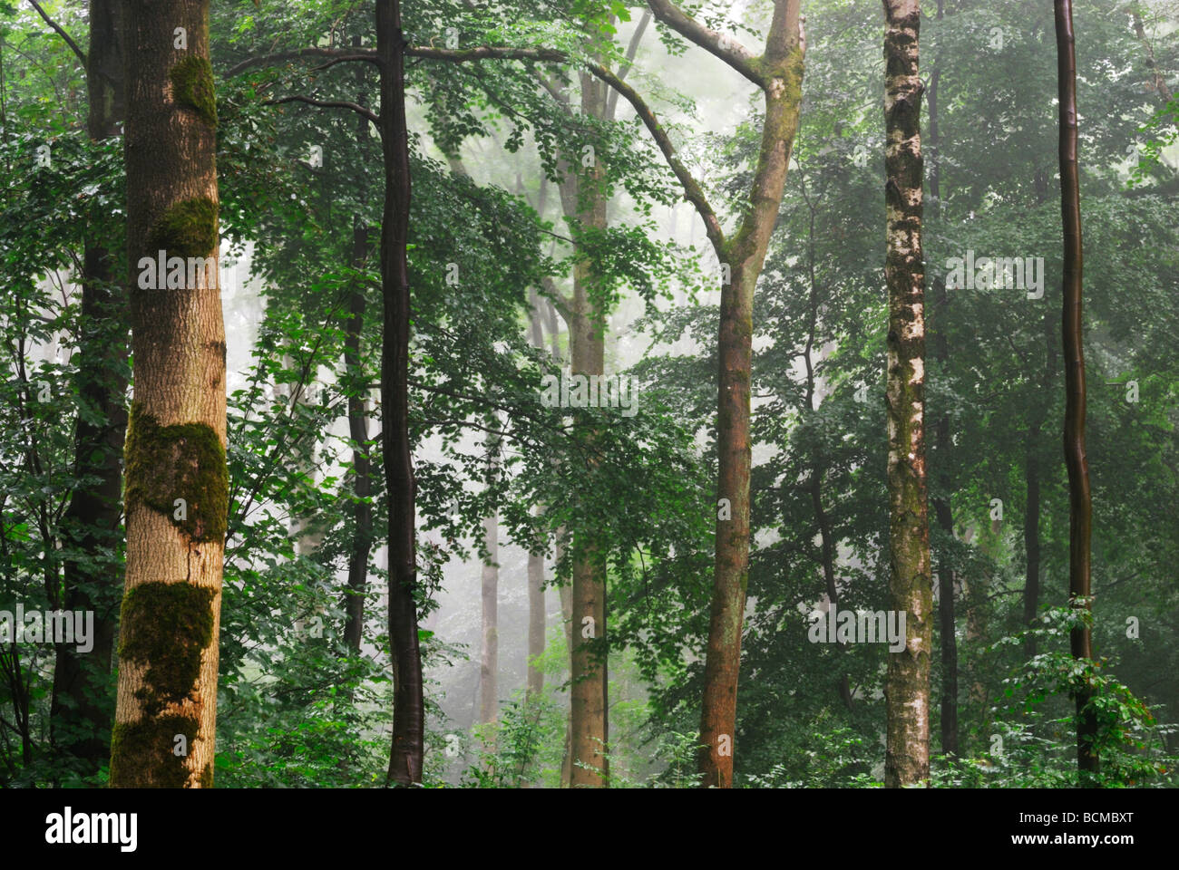 Forêt brumeuse cotswolds Gloucestershire Angleterre Winchcombe Banque D'Images