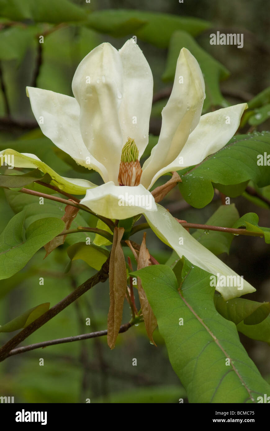 Close up of wild magnolia fleurissent en arbre dans les Blue Ridge Mountains de Caroline du Nord. Banque D'Images