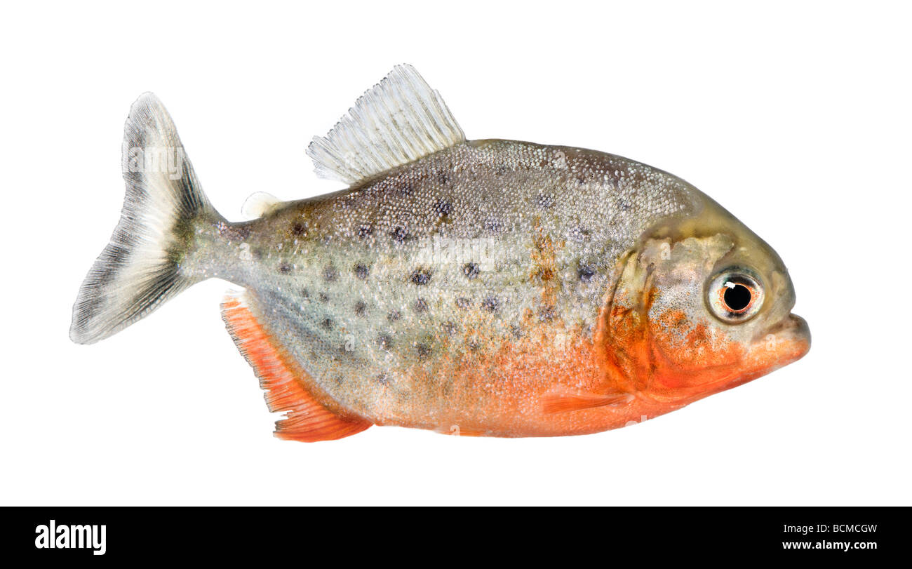 Vue latérale sur un piranha, poisson Serrasalmus nattereri, devant un fond blanc, studio shot Banque D'Images