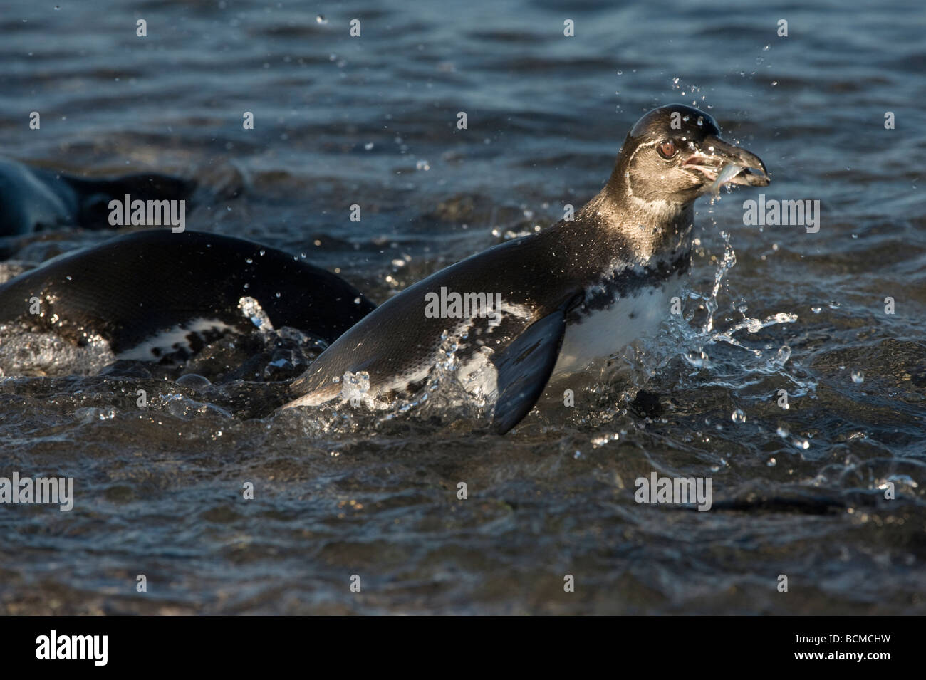 Îles Galápagos (Spheniscus mendiculus) adultes nourrir Punta Urvina Isabela Equateur Galapagos Océan Pacifique Amérique du Sud Banque D'Images