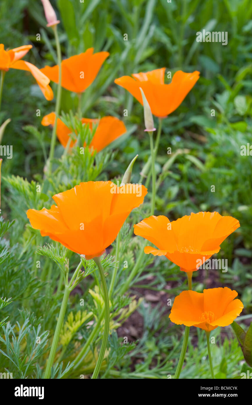 Fleurs de pavot Orange (Californie) Pavot d'or close-up Photo Stock - Alamy