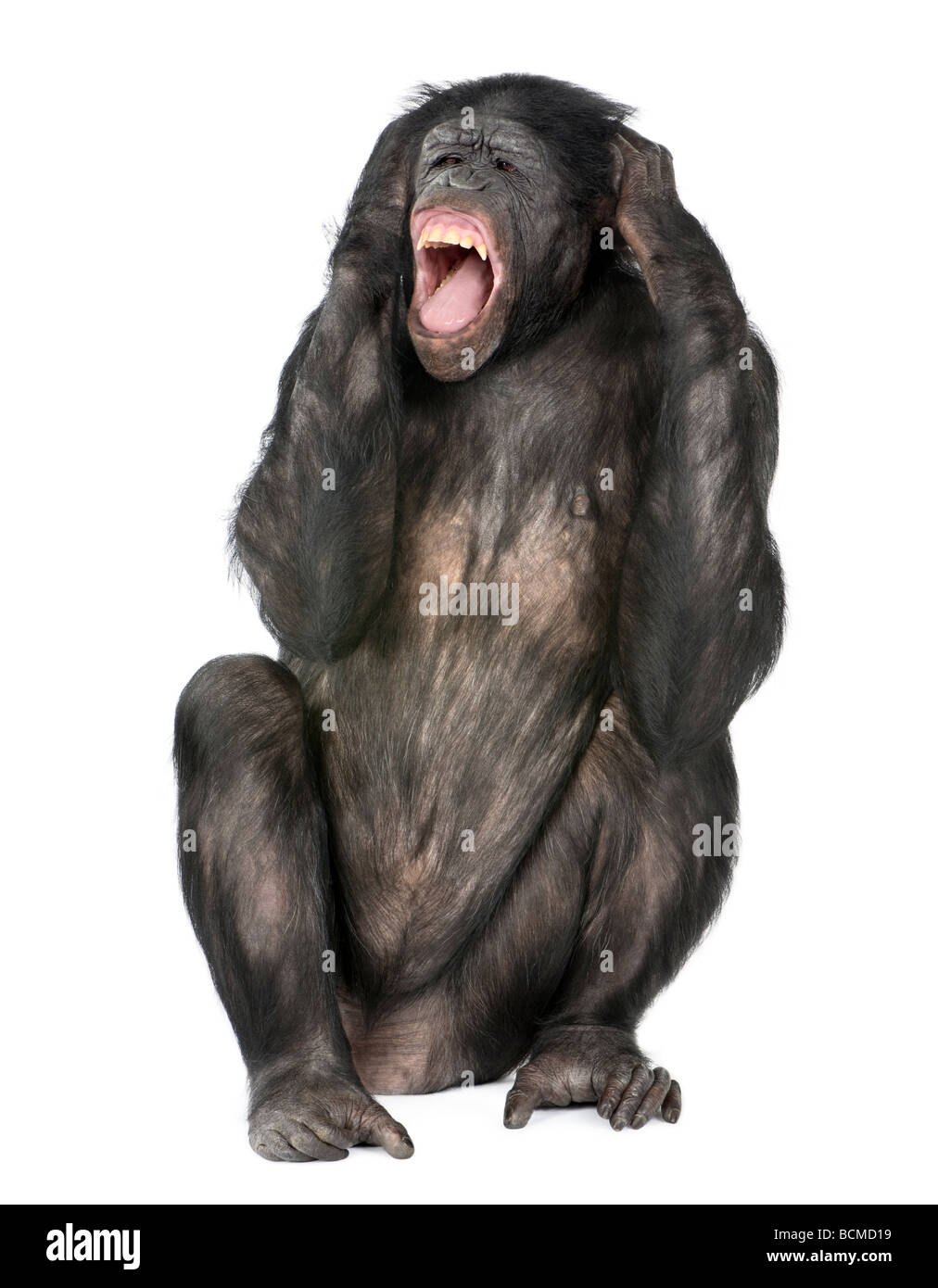 Cazy monkey cris, race mélangée entre le chimpanzé et Bonobo, 20 ans, devant un fond blanc Banque D'Images