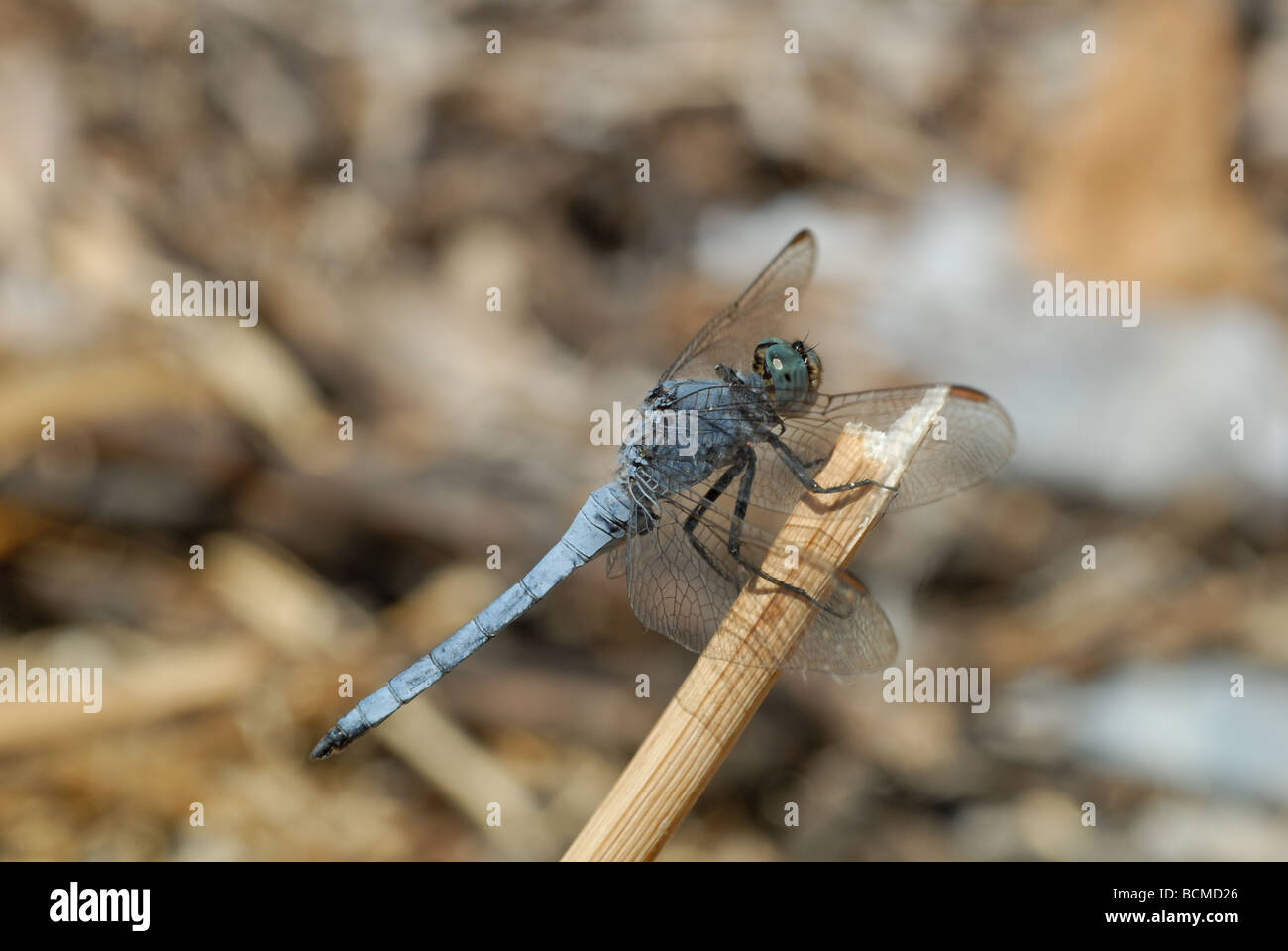 Rambur's Skimmer (Orthetrum Orthetrum coerulescens anceps / ramburii) Banque D'Images