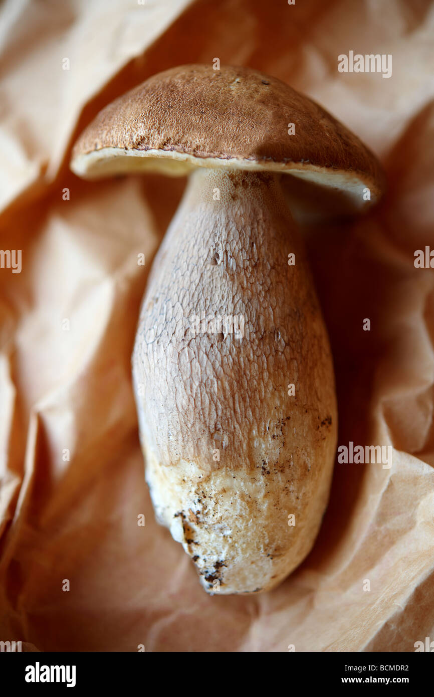 Bois frais Ceps - champignons sauvages Banque D'Images