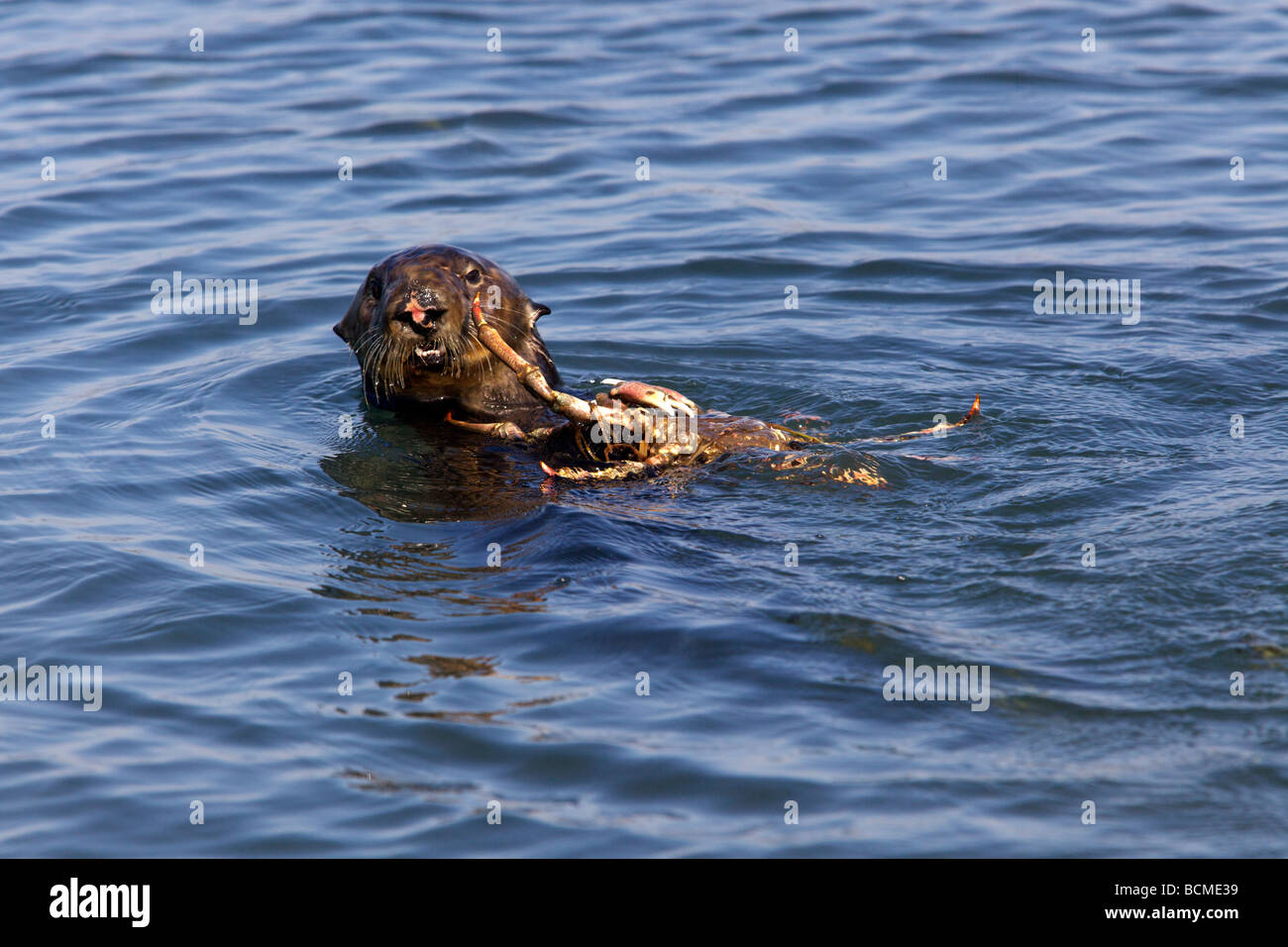 Femme loutre de mer (Enhydra lutris) consommation d'un crabe de moutons à Elkhorn Slough, Moss Landing, California. Banque D'Images
