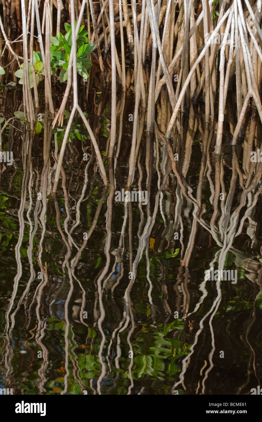 Les racines de palétuvier rouge Rhizophora mangle croissant le long de la rivière South Florida Saint Lucie Banque D'Images