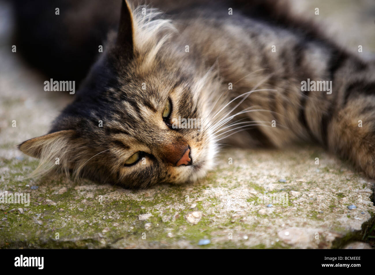 Chat Qui Dort Dehors Banque De Photographies Et D Images A Haute Resolution Alamy