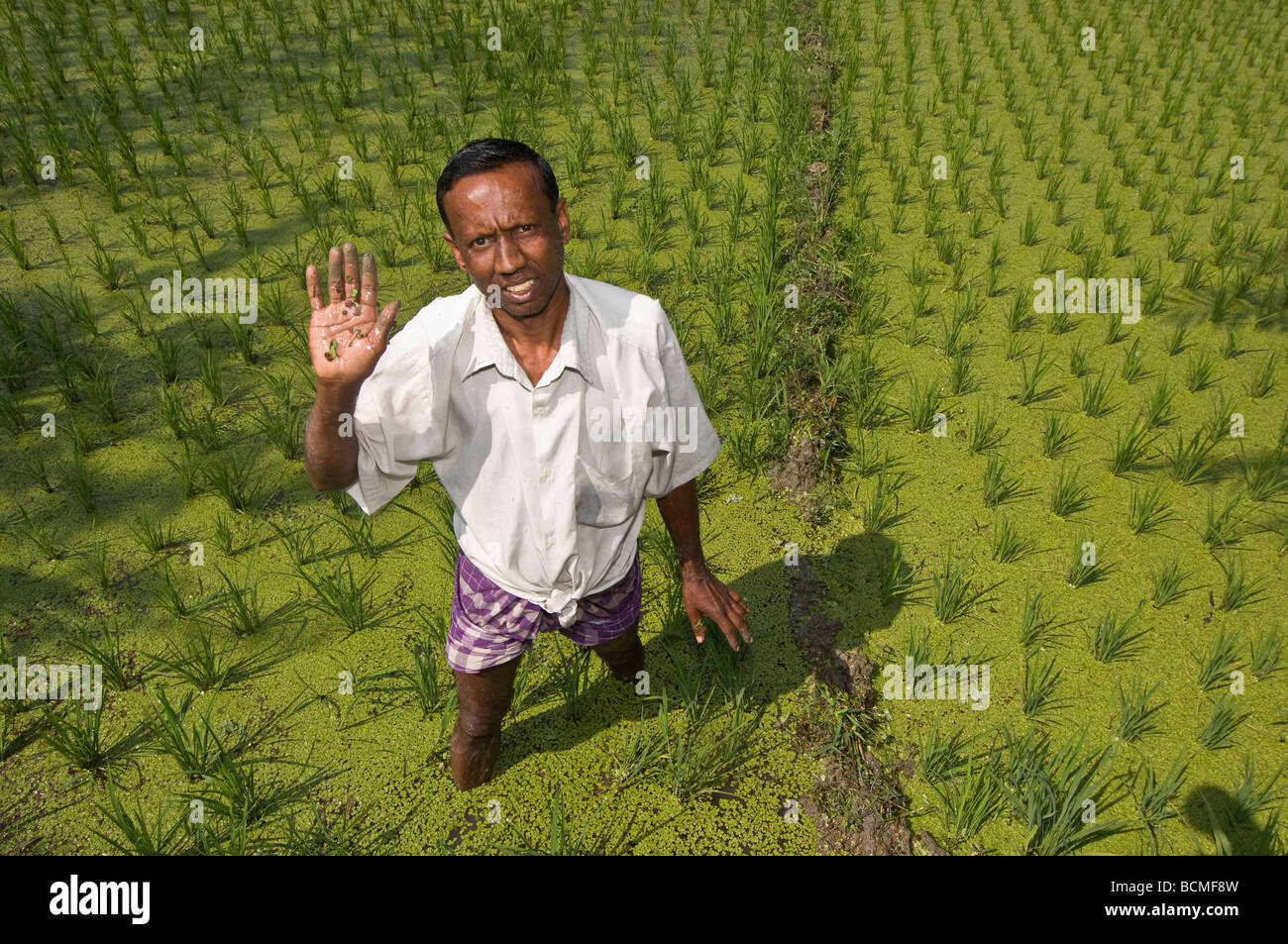 Farmer dans champ de riz au Bangladesh Banque D'Images