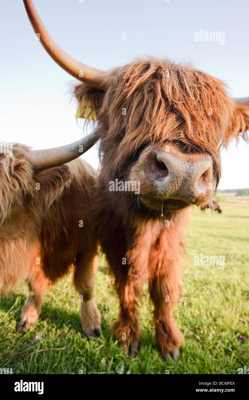 À Poil long miniature dribbles Highland cattle. Banque D'Images