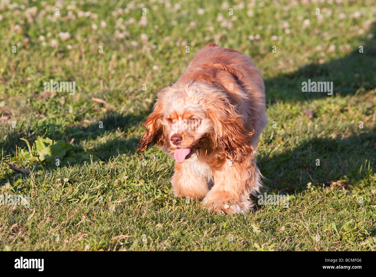 chien dans l’herbe Banque D'Images