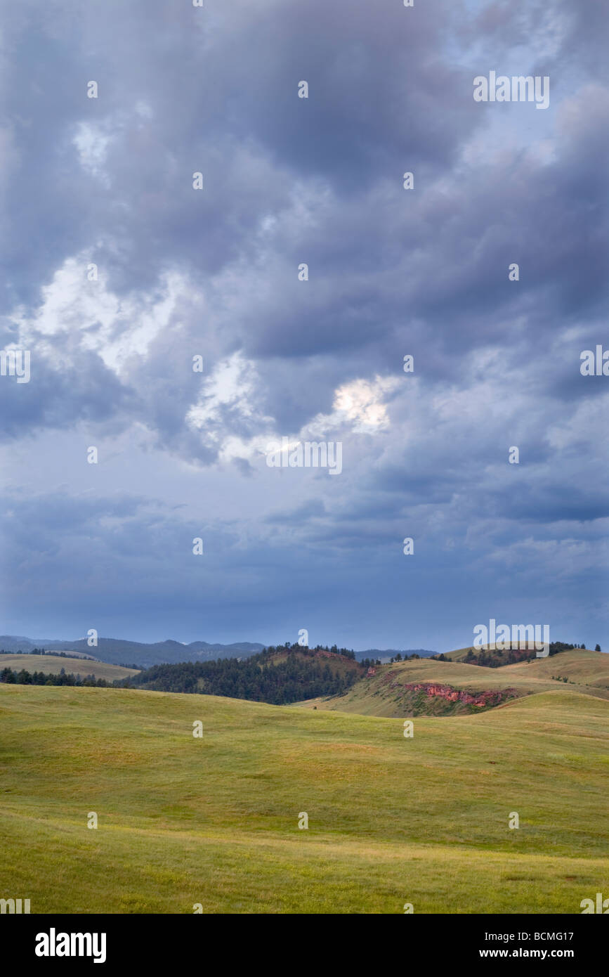 Le long de la prairie Wildlife Loop Road, Custer State Park, le Dakota du Sud Banque D'Images