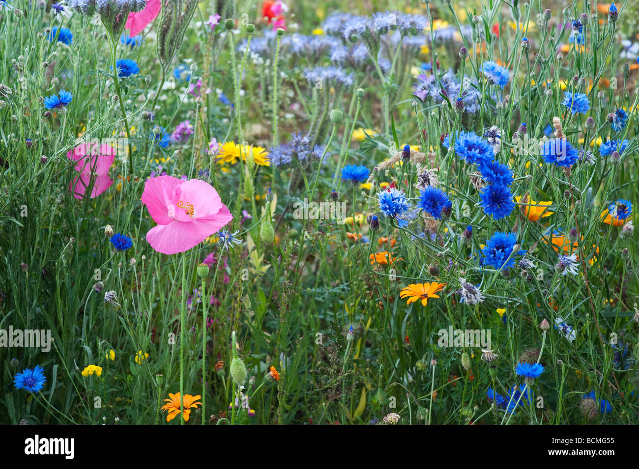 Fleurs sauvages dans la campagne anglaise. L'Angleterre Banque D'Images