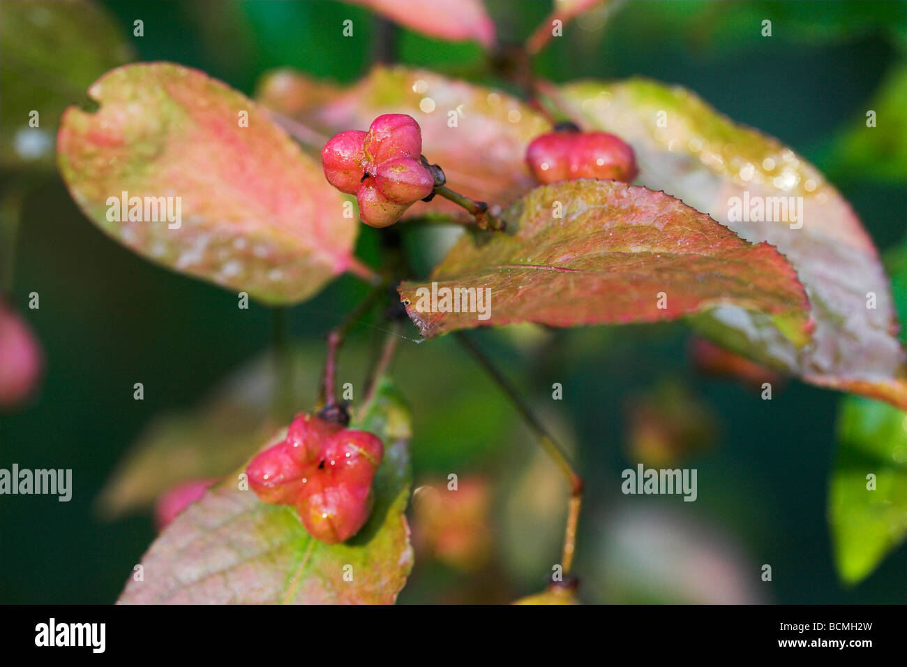 L'arbre de fusée Euonymus europaeus Levin fruits bas NR Sussex UK Banque D'Images