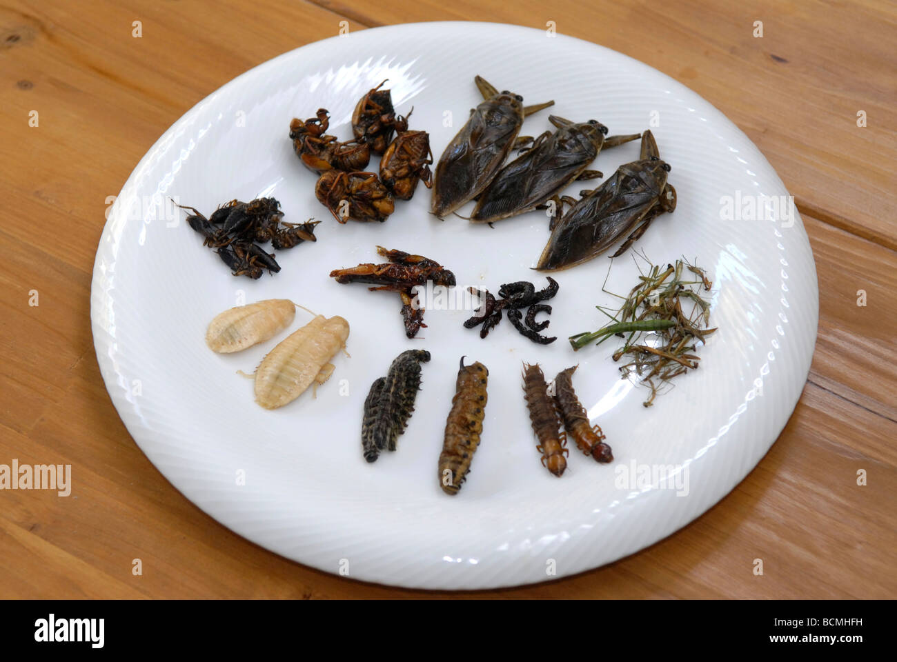 Une plaque d'insectes pour la cuisson, Tokyo, Japon, 28 octobre, 2008. Banque D'Images