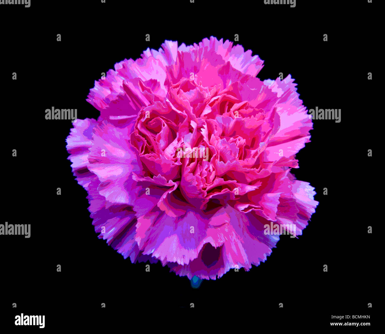 Pink Carnation (Dianthus) Posterized Banque D'Images