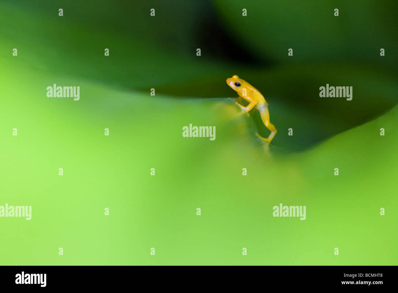 Fusée d'or grenouille (Colostethus beebei, Anomaloglossus beebei) dans le réservoir, Broméliacées Kaieteur National Park, le Guyana. Vulnérables. Banque D'Images