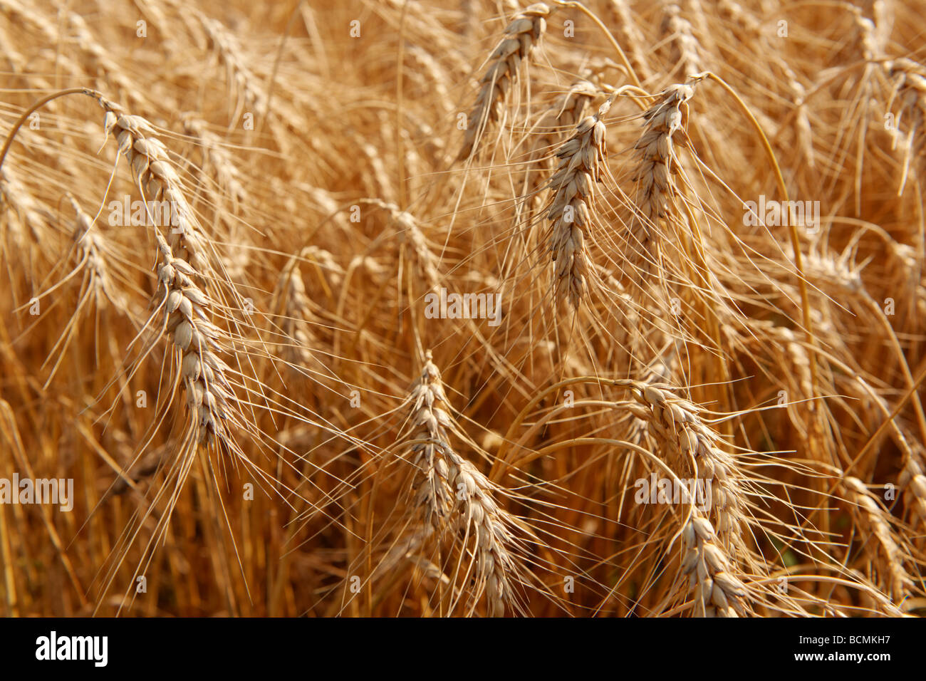 La culture du blé dans un champ Banque D'Images