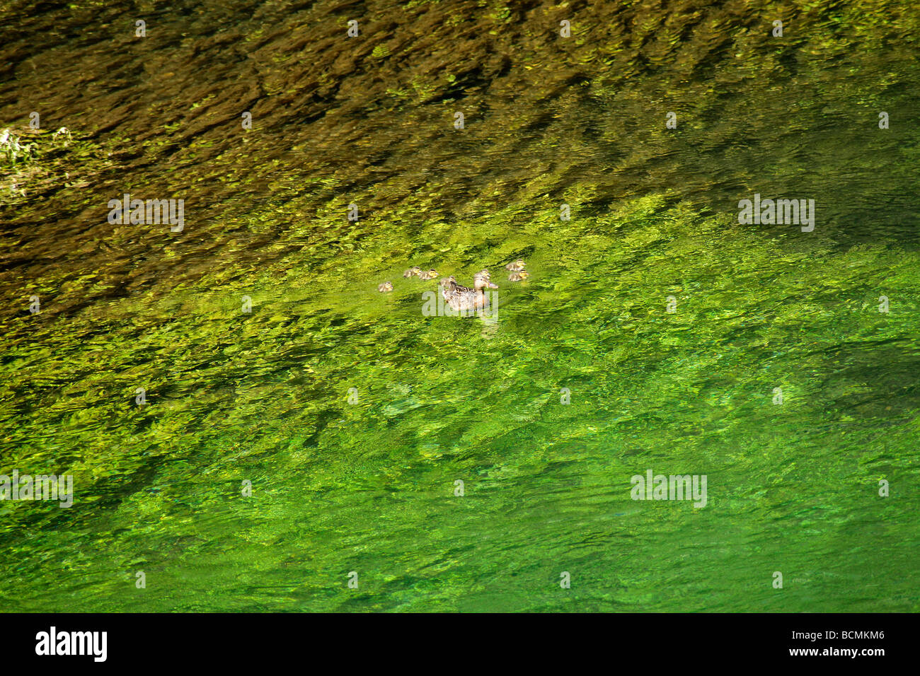 Famille de canards sur la rivière Sorgue verte près de Fontaine de Vaucluse Provence France Europe Banque D'Images