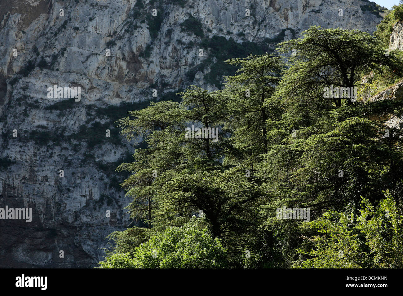 La nature à Sorgues, près de Fontaine de Vaucluse Provence France Europe Banque D'Images