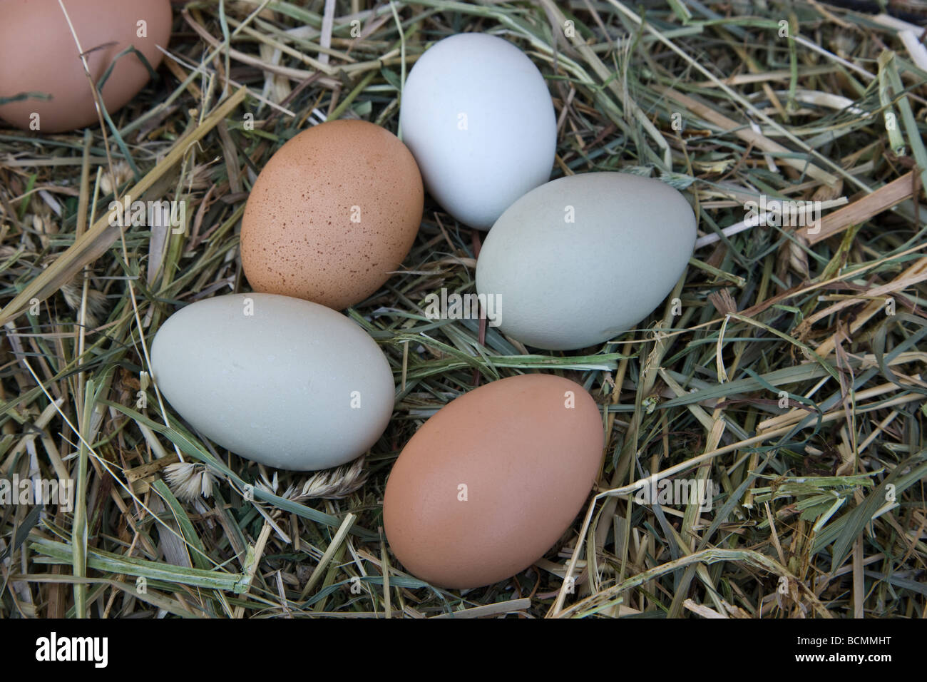 Les oeufs de poulet fraîchement posées, les couleurs naturelles portant sur le foin Banque D'Images