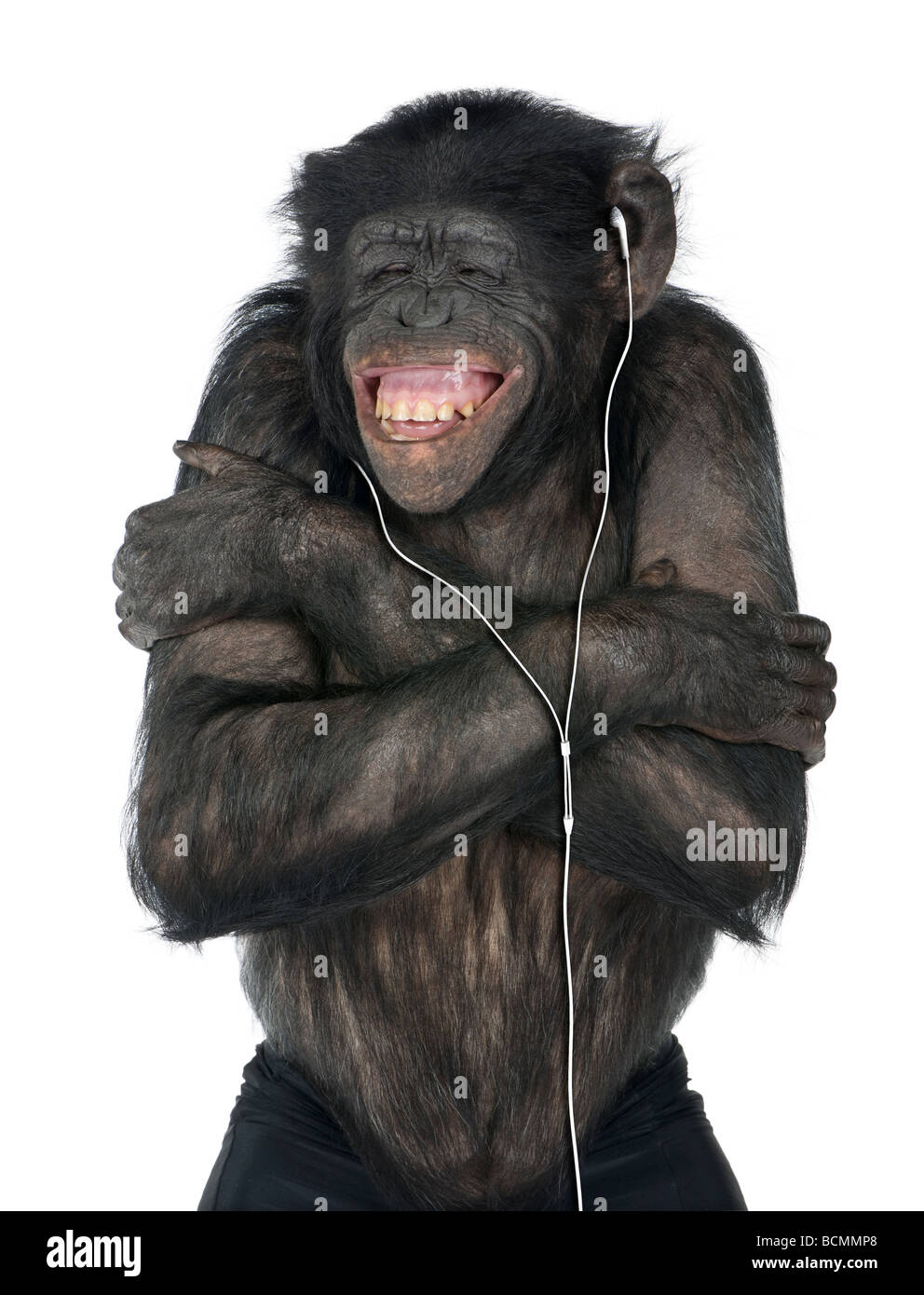 Singe, race mélangée entre le chimpanzé et Bonobo, 20 ans, listening to music on headphones in front of white background Banque D'Images