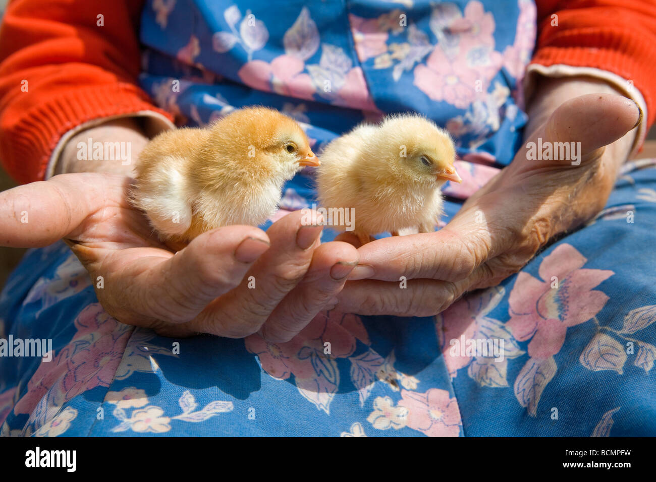 Vieux Paysan woman holding poulet dans ses mains ridées Banque D'Images