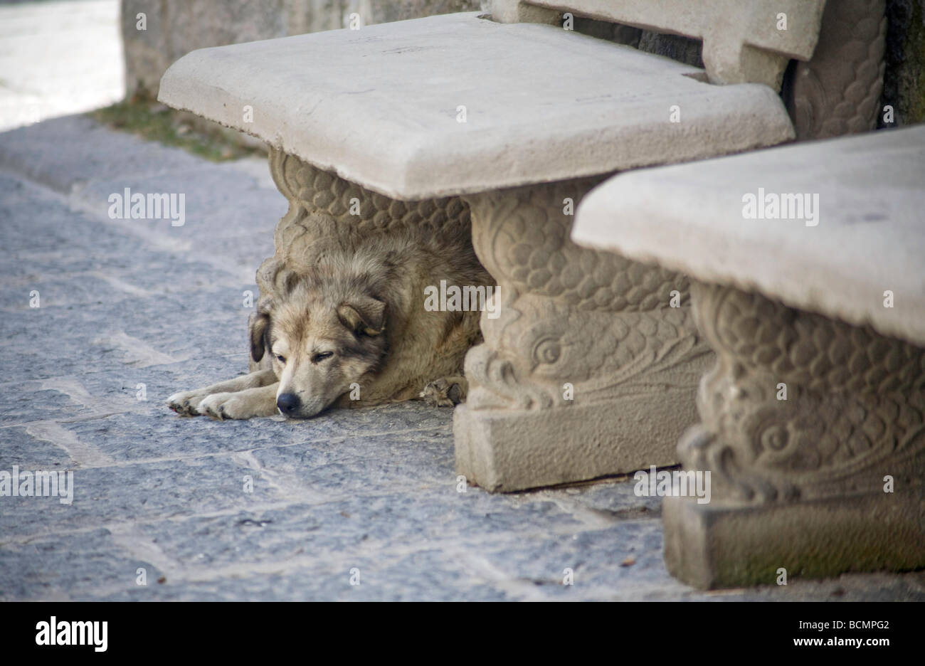 Ischia, Italie - chien qui se délaye sous un siège en pierre assorti sculpté avec du poisson, Forio Banque D'Images