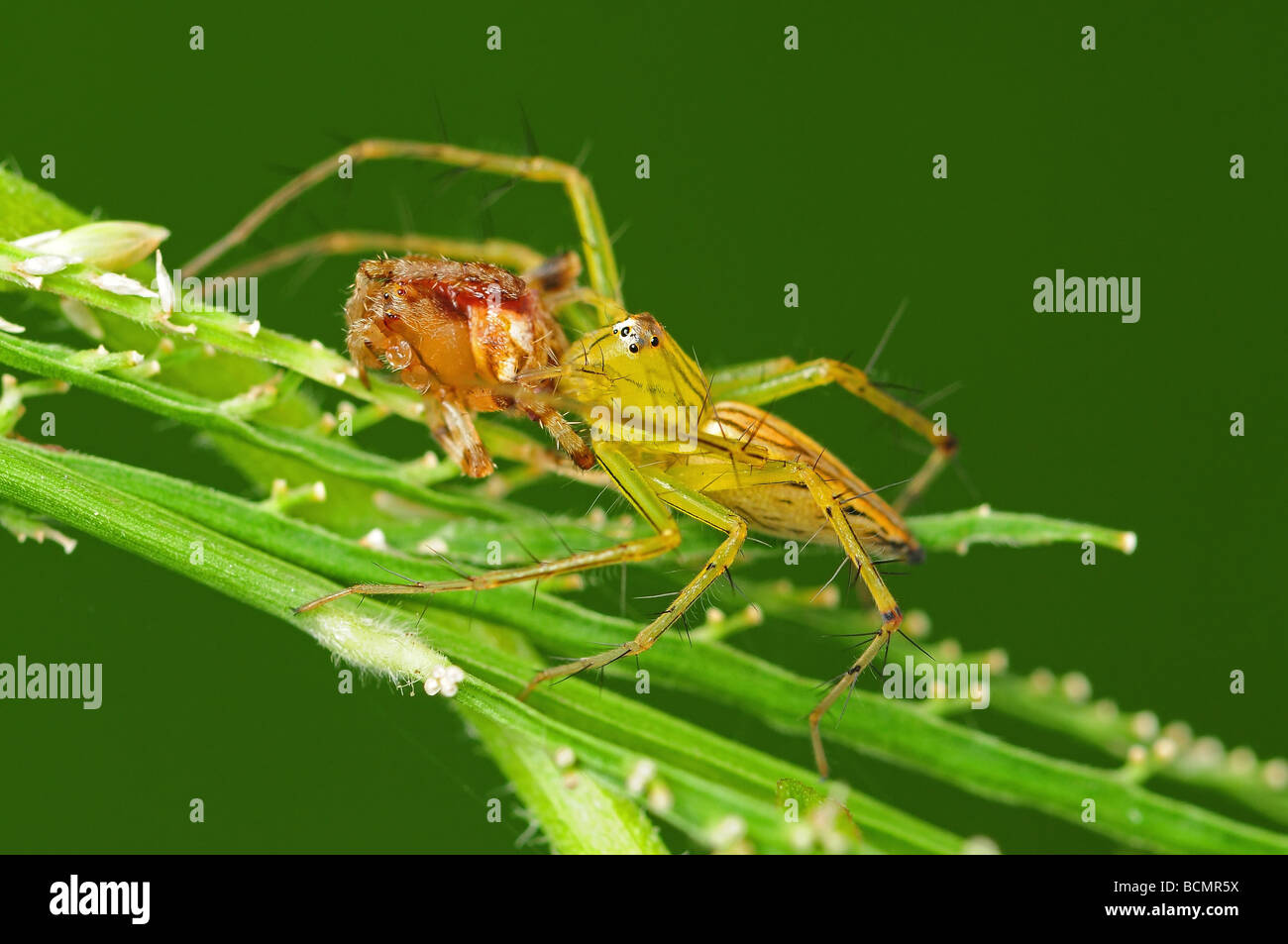 Manger une araignée araignée lynx dans les parcs Photo Stock Alamy