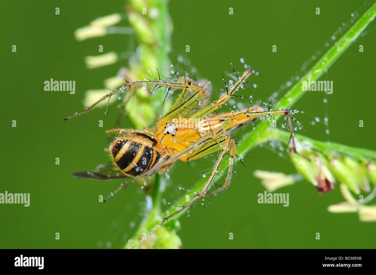 Manger une abeille araignée lynx Banque D'Images