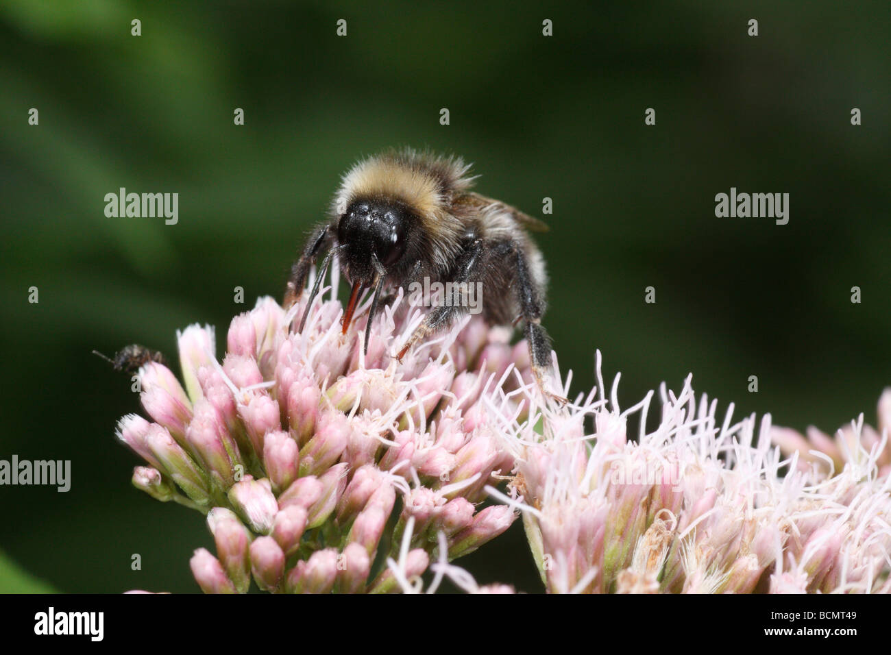 Un Coucou bourdon (Bombus) barbutellus probablement sur l'Eupatorium cannabinum, Chanvre-aigremoine Banque D'Images