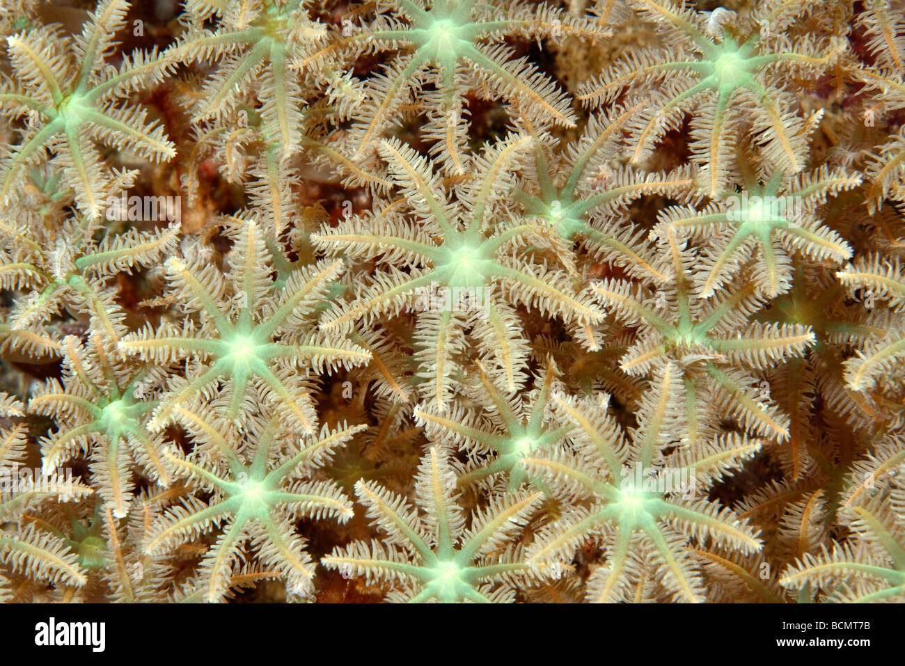 Les coraux mous aussi connu sous le nom de fougère arborescente ou palm coraux, Clavularia sp Banque D'Images