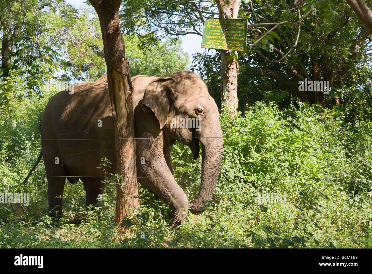 L'éléphant d'Asie se frotte son corps contre un arbre près de la clôture électrique à NP d'Uda Walawe, Sri Lanka. Banque D'Images