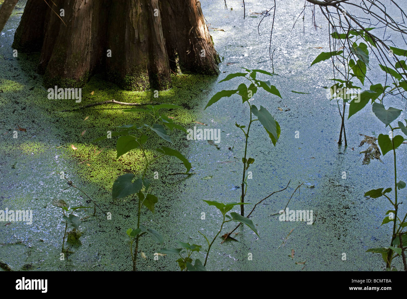 Marécages. Cyprès de la Louisiane bayou Banque D'Images