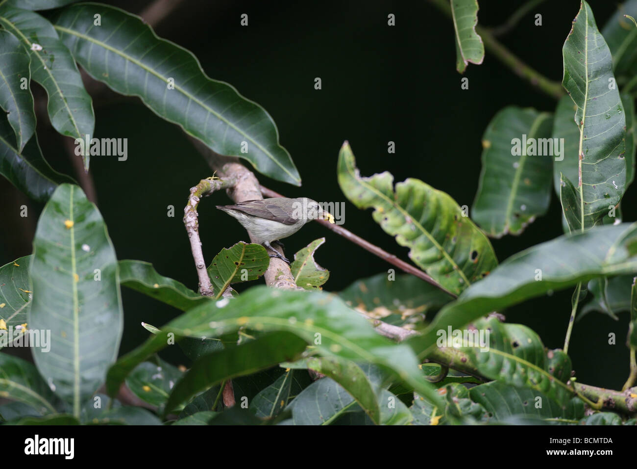 Legge's Flowerpecker ou white-throated Flowerpecker (Dicaeum vincens), Sri Lanka les espèces endémiques. Banque D'Images