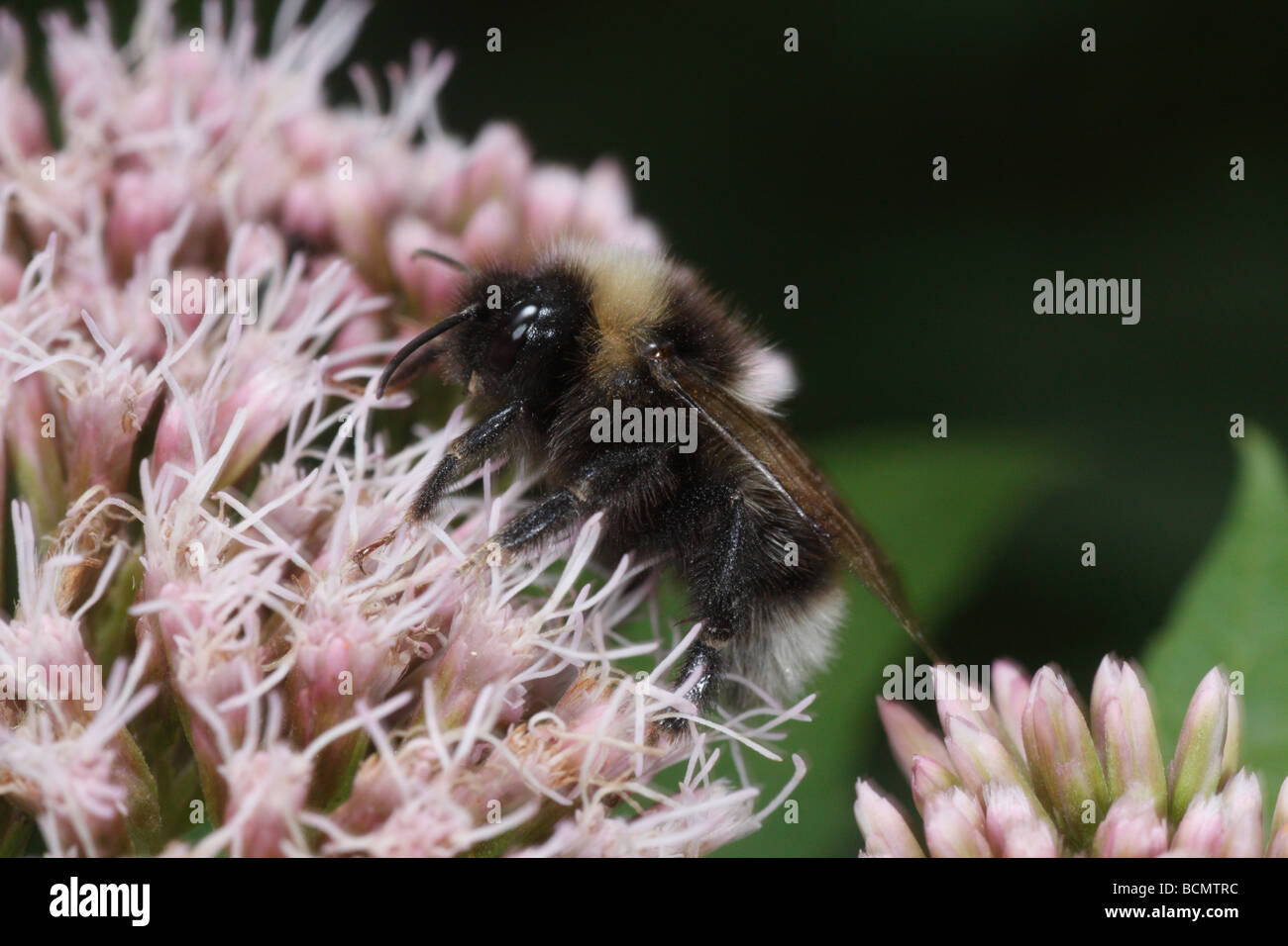 Un Coucou bourdon (Bombus) barbutellus probablement sur l'Eupatorium cannabinum, Chanvre-aigremoine Banque D'Images