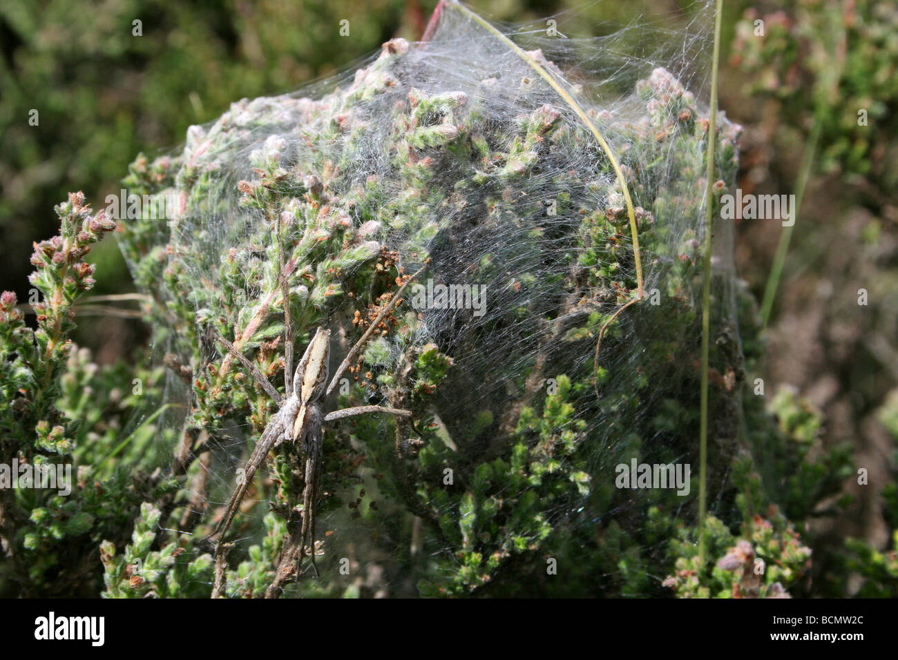 Pépinière femelle araignée Pisaura mirabilis web-garde sa tente de soie de petits Cannock Chase, England, UK Banque D'Images