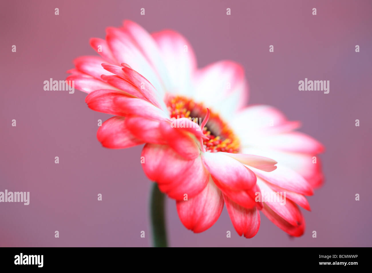 Frais et pur d'une image contemporaine à pointe rouge gerbera fine art photography Photographie Jane Ann Butler JABP379 Banque D'Images