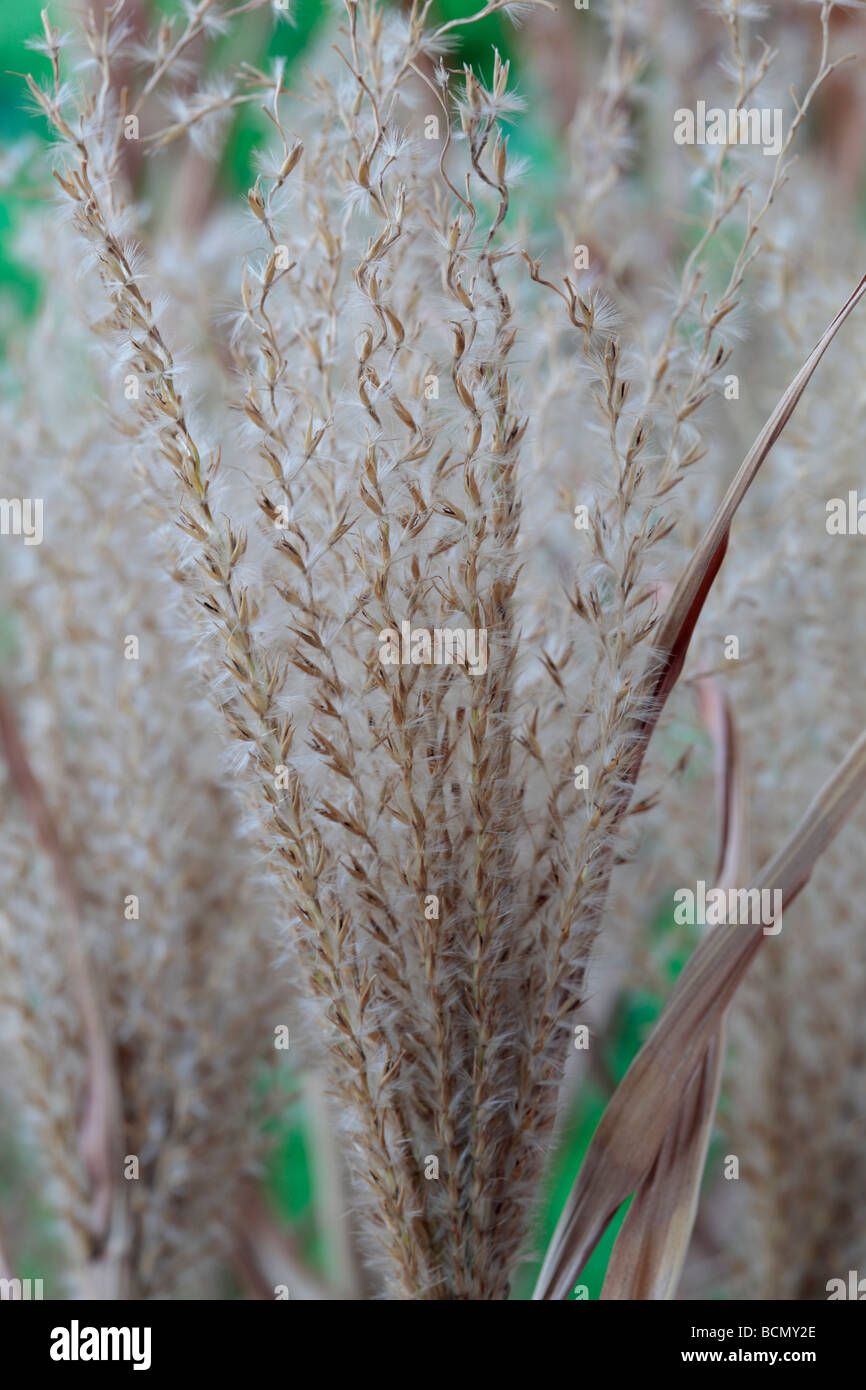 Miscanthus sinensis 'Zebrinus' AGM (Zebra) graines d'herbe morte. Banque D'Images