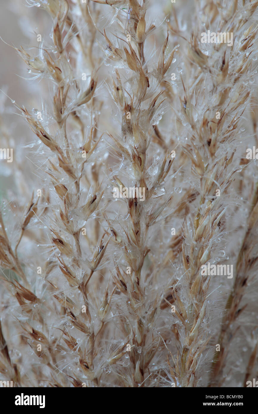 Miscanthus sinensis 'Zebrinus' AGM (Zebra) graines d'herbe morte. Banque D'Images