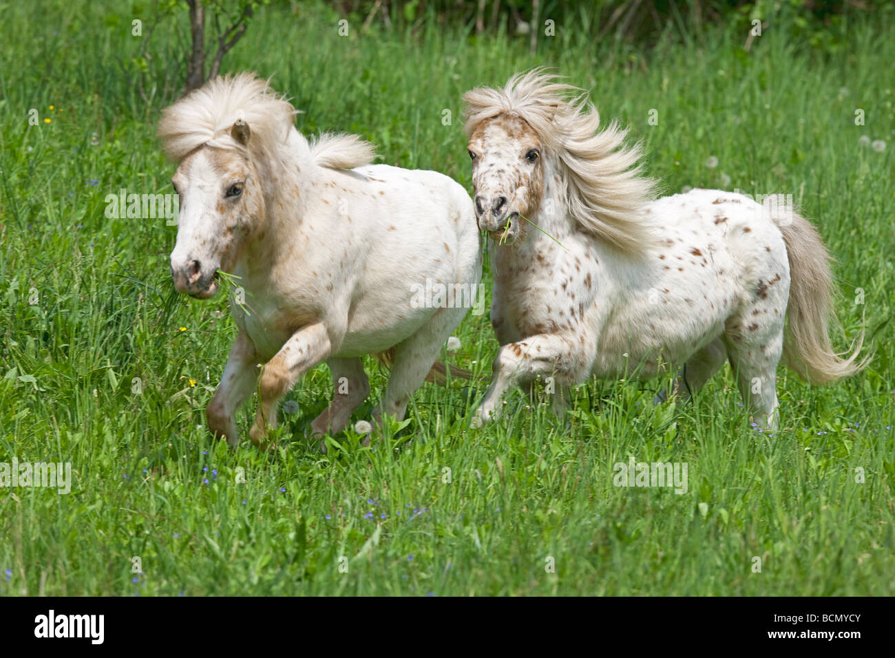 Deux poneys Shetland Part-Bred allemande - en cours on meadow Banque D'Images
