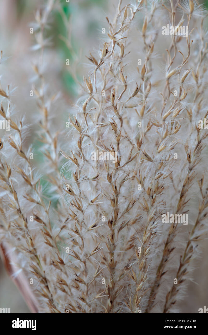Miscanthus sinensis 'Zebrinus' AGM (Zebra) graines d'herbe morte. Banque D'Images