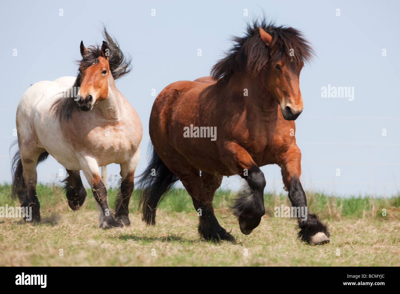 Deux chevaux ardennais - en cours Banque D'Images