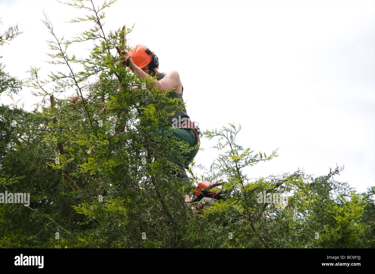 Tree Surgeon haie coupe Banque D'Images