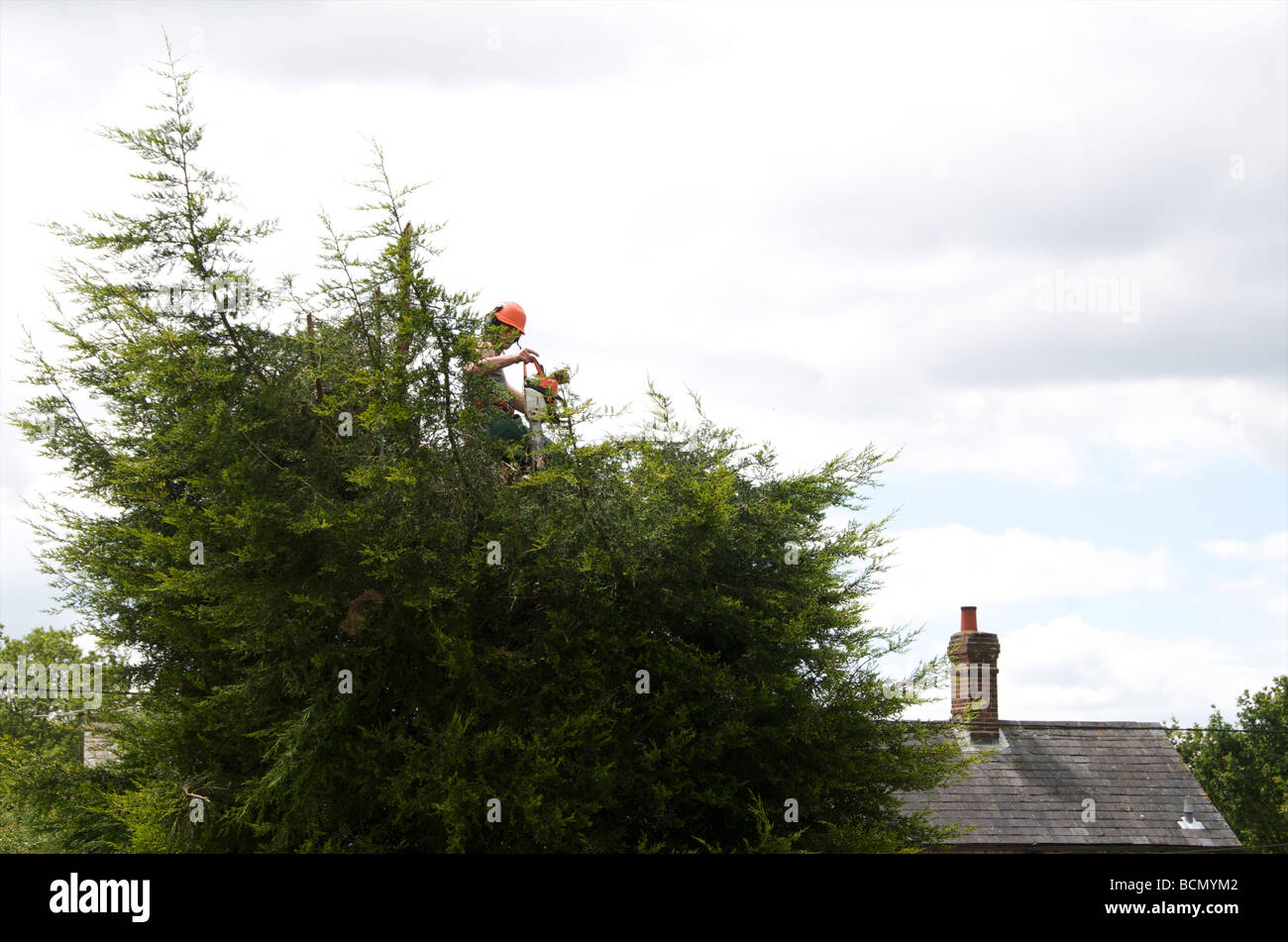 Tree Surgeon haie coupe Banque D'Images