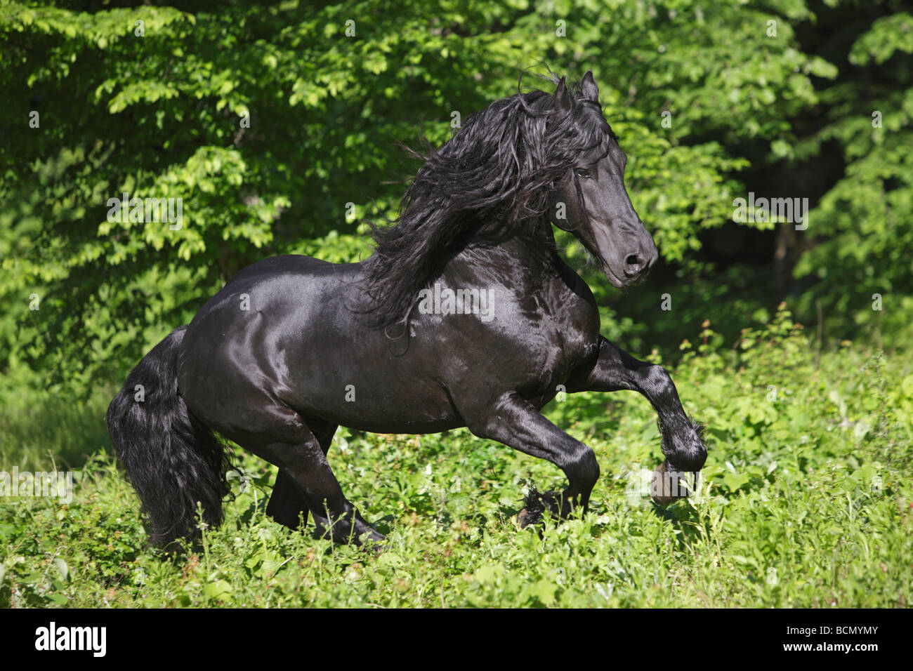 Cheval frison - le galop Banque D'Images