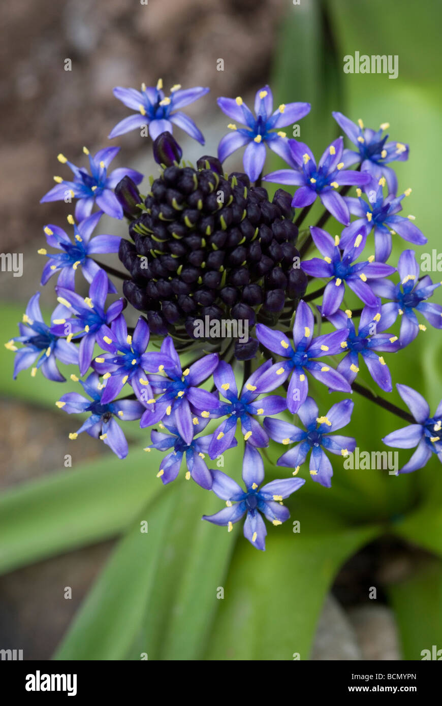 SCILLA PERUVIANA CLOSE UP Banque D'Images